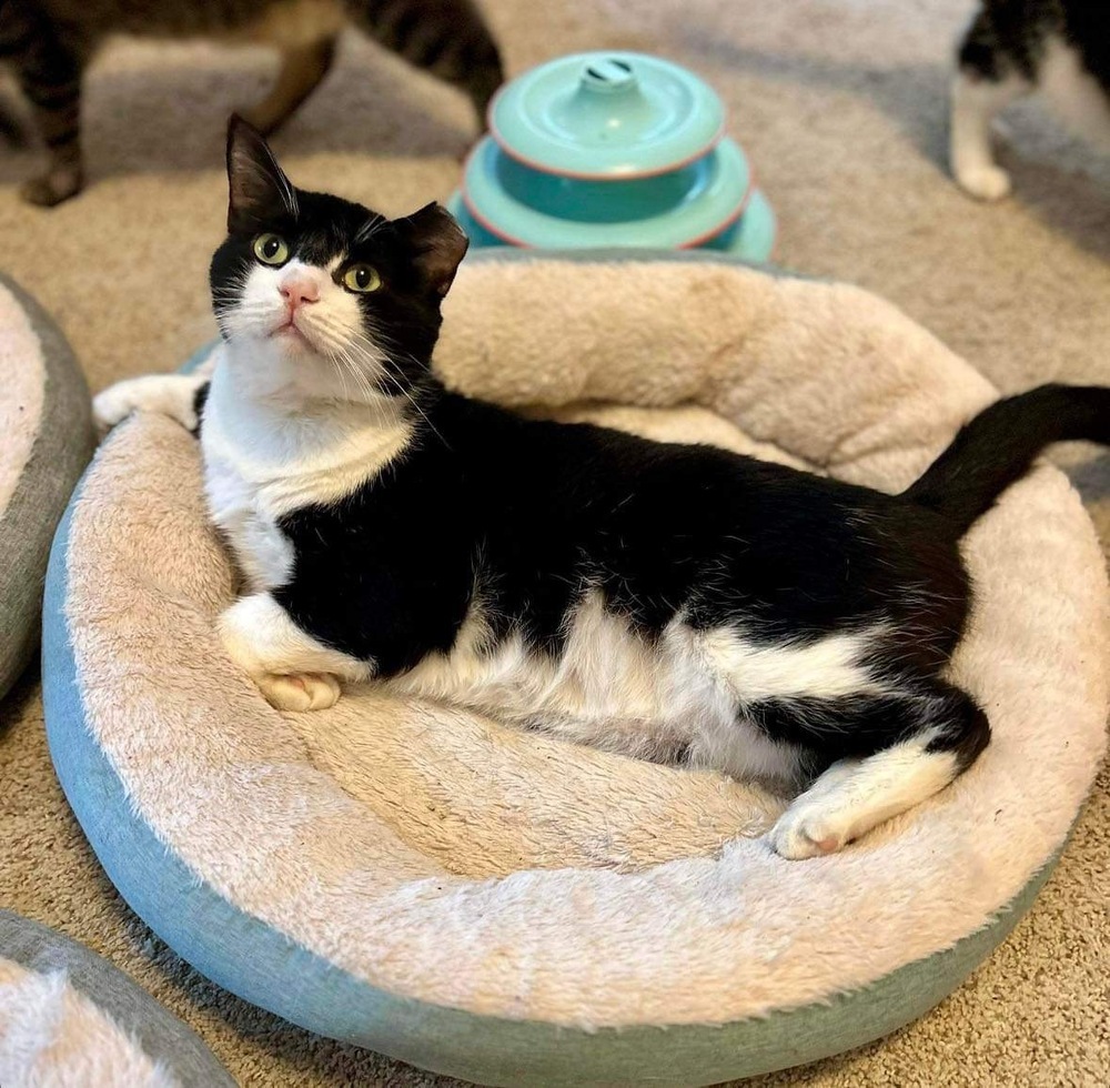 Boots, an adoptable Domestic Short Hair in Raleigh, NC, 27604 | Photo Image 1