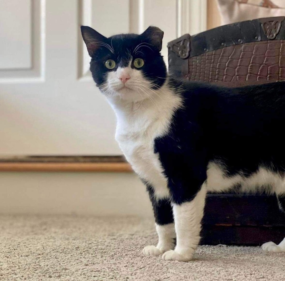 Boots, an adoptable Domestic Short Hair in Raleigh, NC, 27604 | Photo Image 4