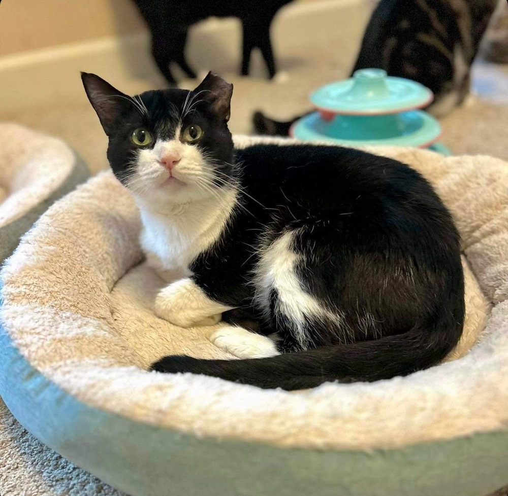 Boots, an adoptable Domestic Short Hair in Raleigh, NC, 27604 | Photo Image 5