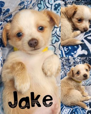 Jake EVENT SUNDAY-June 18th Pet Supplies Plus 1-3-  5348 Dixie Hwy Waterford, MI 48329