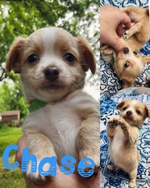 Chase (EVENT SUNDAY-June 18th Pet Supplies Plus 1-3-  5348 Dixie Hwy Waterford, MI 48329
