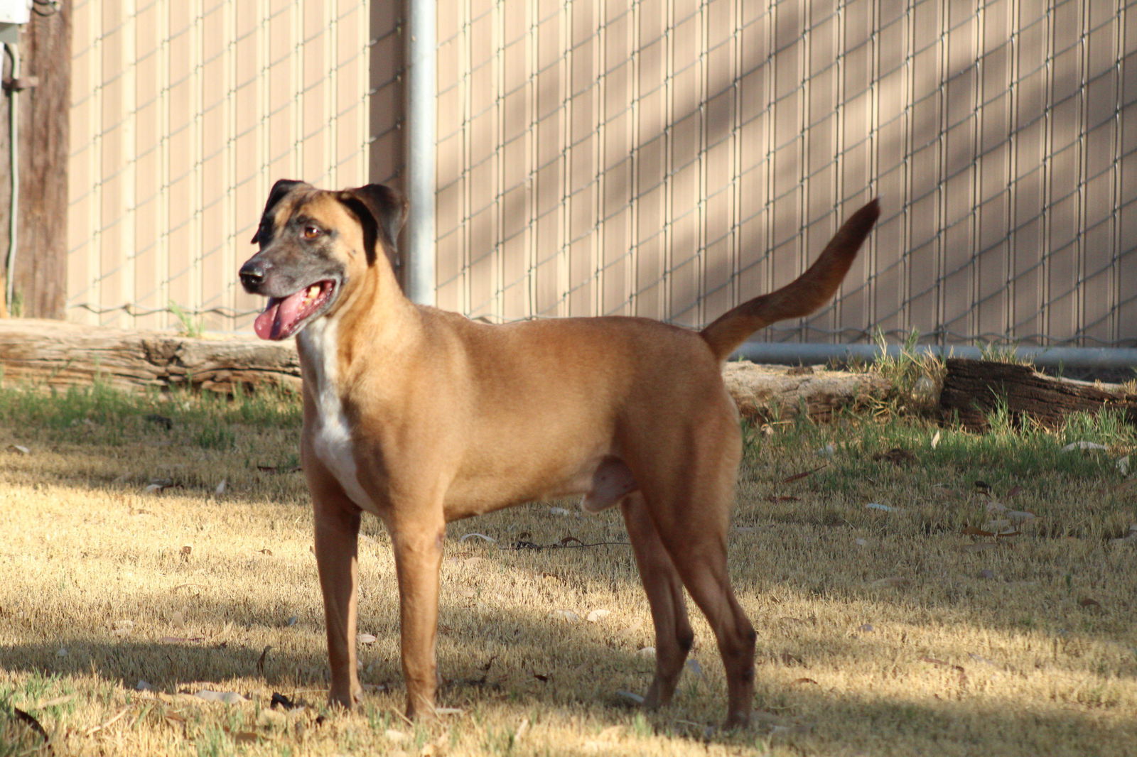 Duggie, an adoptable Belgian Shepherd / Malinois in El Centro, CA, 92243 | Photo Image 1