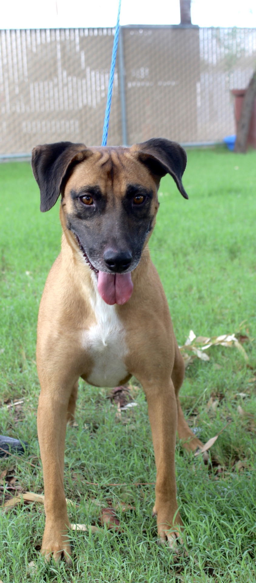 Duggie, an adoptable Belgian Shepherd / Malinois in El Centro, CA, 92243 | Photo Image 2