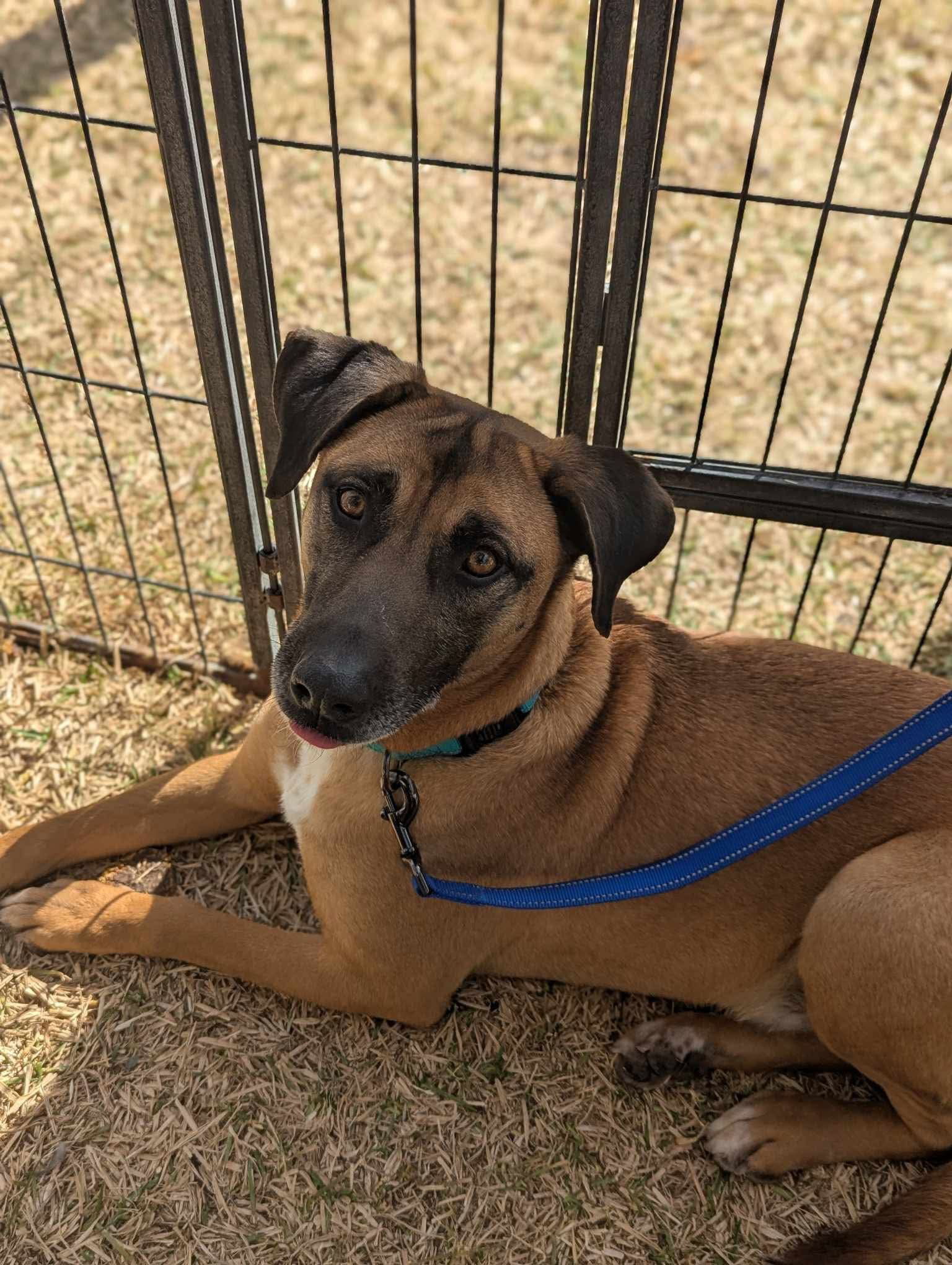 Duggie, an adoptable Belgian Shepherd / Malinois in El Centro, CA, 92243 | Photo Image 2
