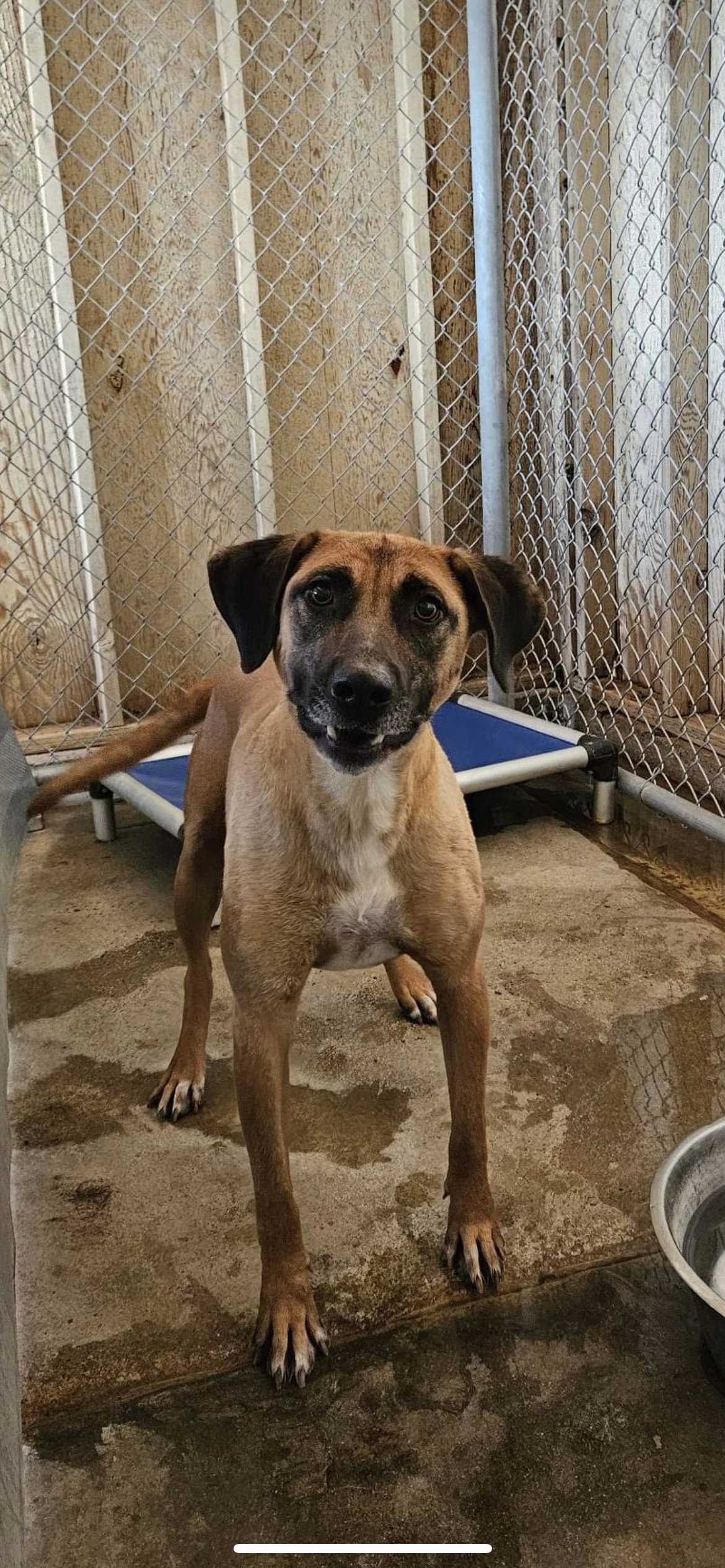 Duggie, an adoptable Shepherd in El Centro, CA, 92243 | Photo Image 3