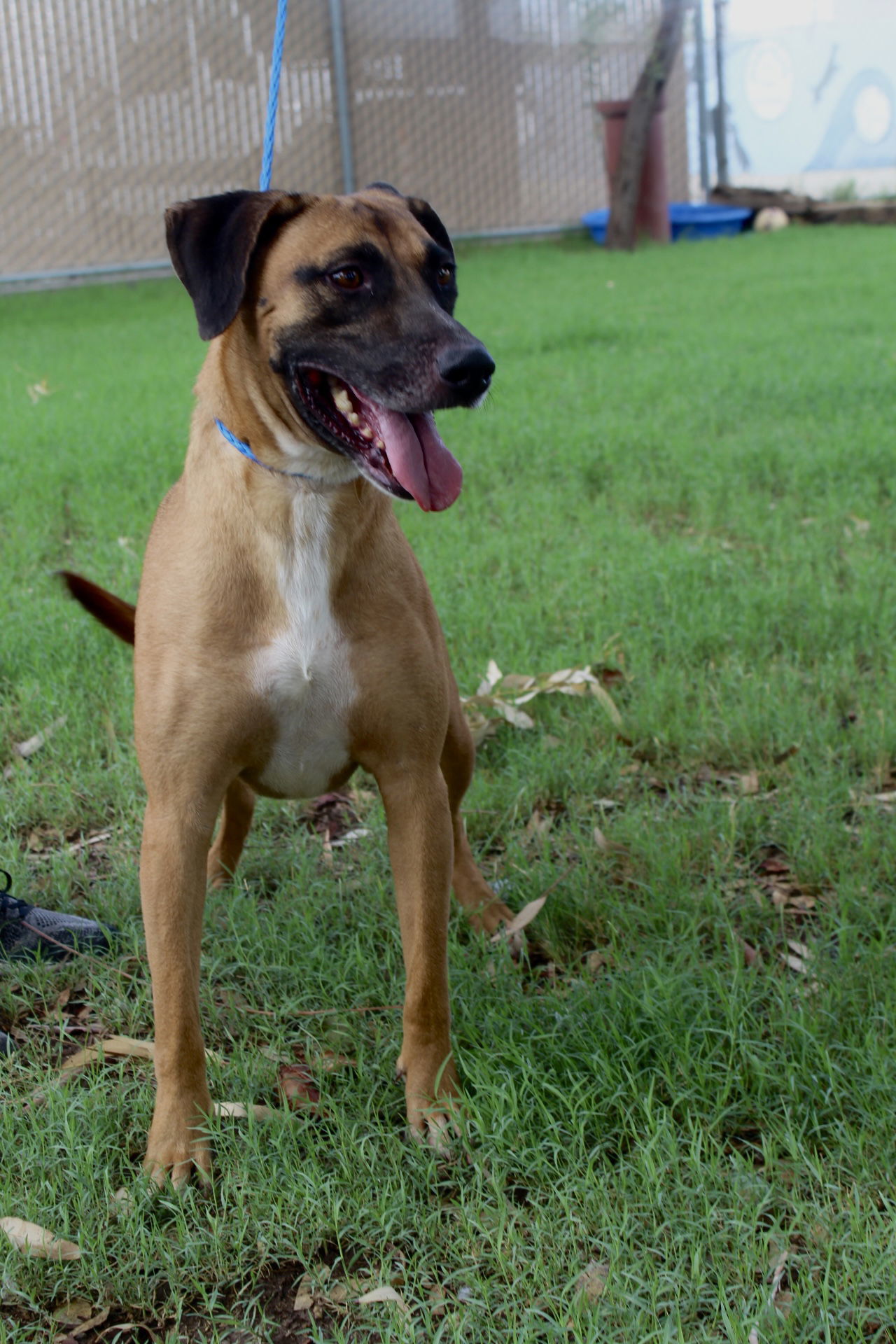 Duggie, an adoptable Belgian Shepherd / Malinois in El Centro, CA, 92243 | Photo Image 3