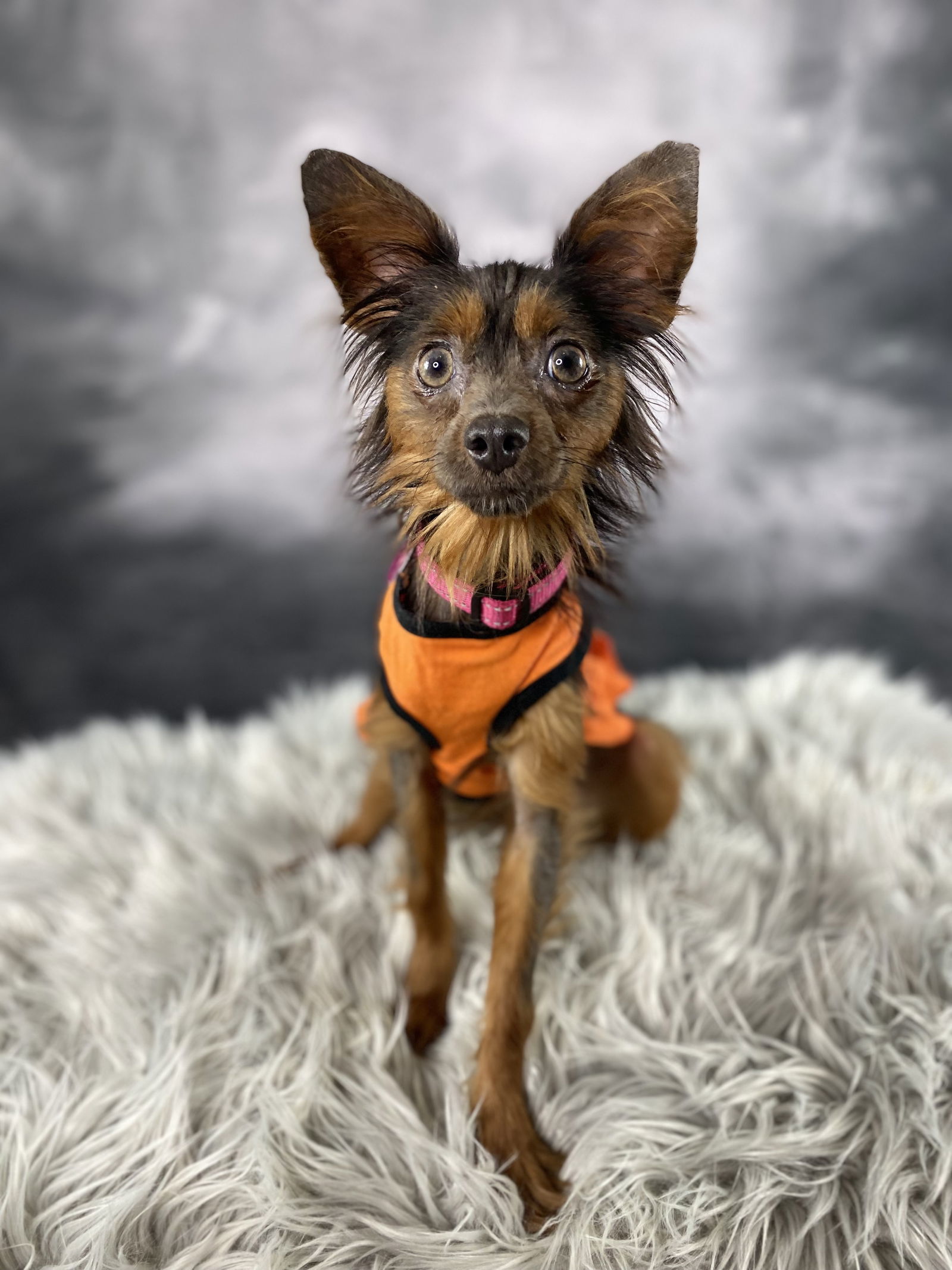 Satin, an adoptable Pomeranian in Garland, TX, 75040 | Photo Image 1