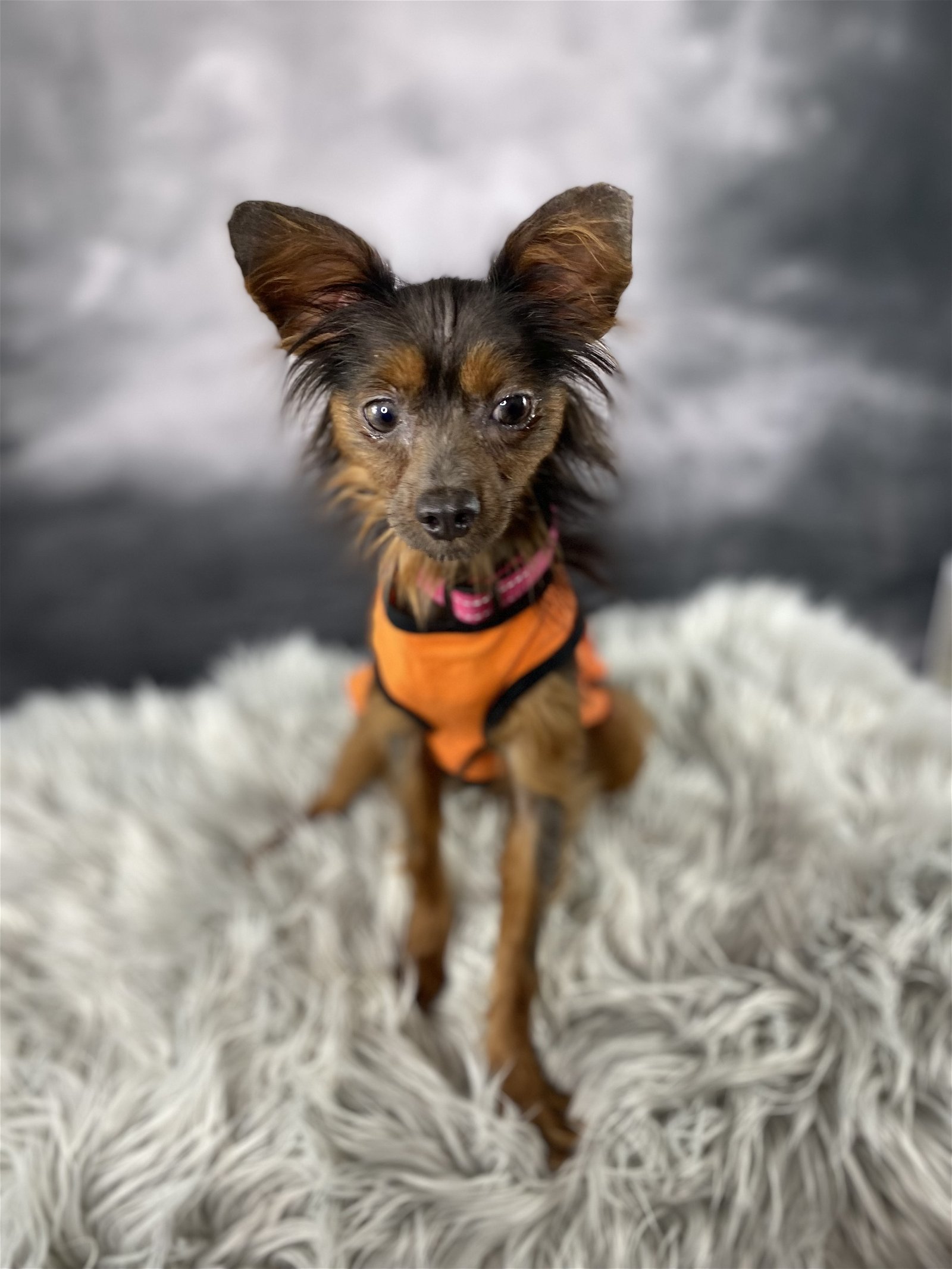 Satin, an adoptable Pomeranian in Garland, TX, 75040 | Photo Image 2
