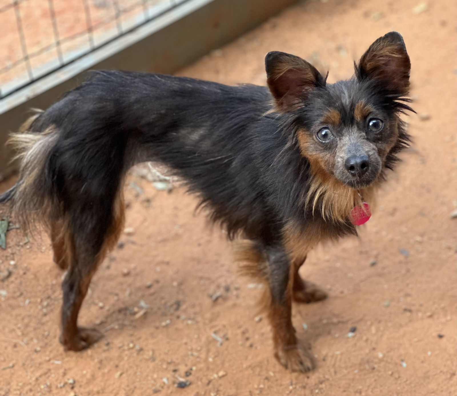 Satin, an adoptable Pomeranian in Garland, TX, 75040 | Photo Image 3