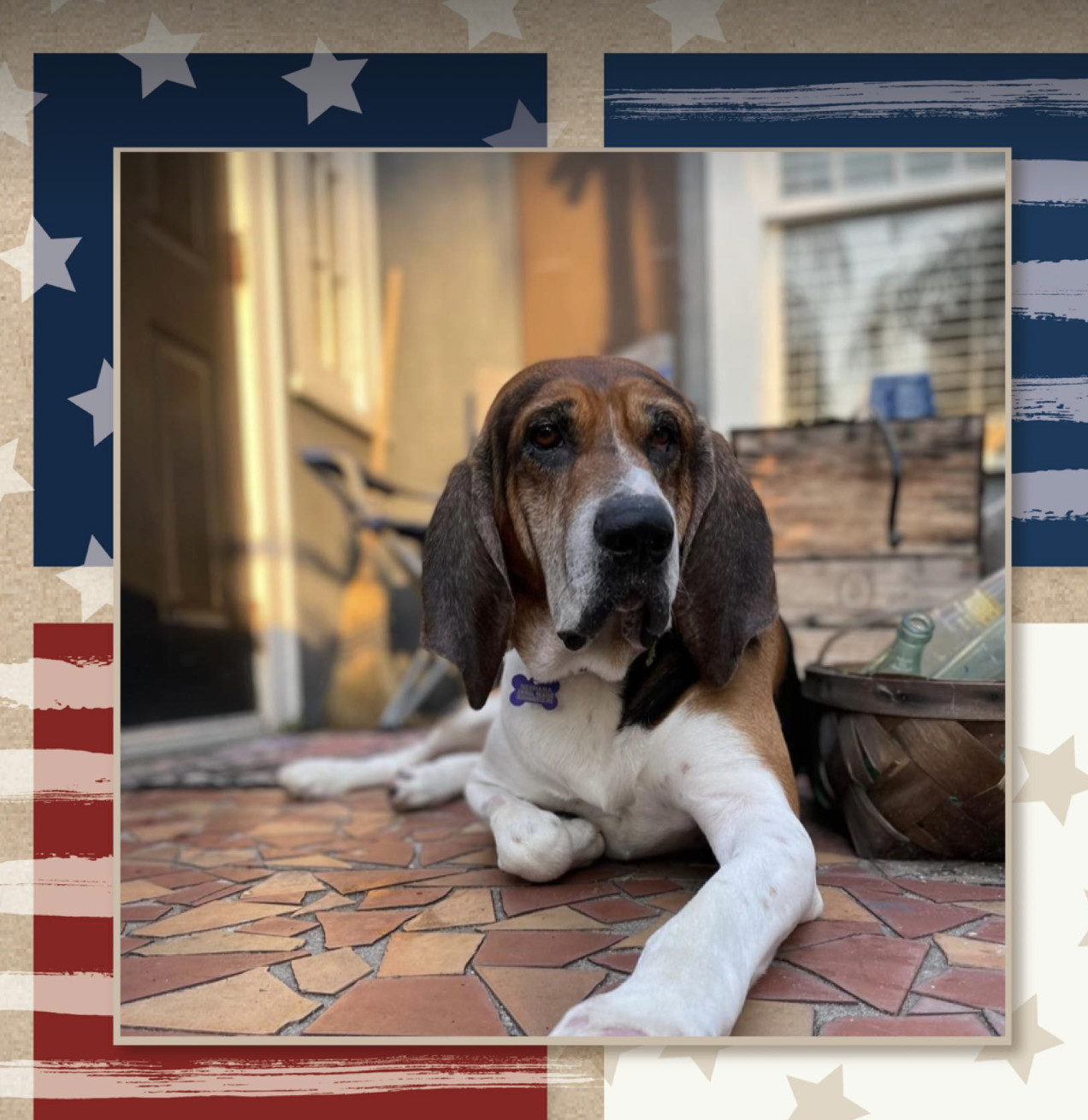 Raj, an adoptable Bloodhound, English Coonhound in Raleigh, NC, 27616 | Photo Image 1