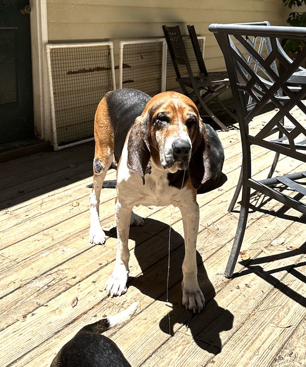 Raj, an adoptable Bloodhound, English Coonhound in Raleigh, NC, 27616 | Photo Image 2