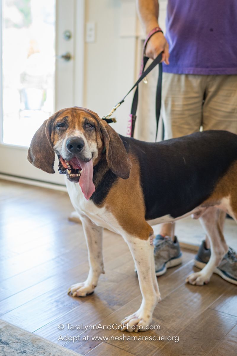 Raj, an adoptable Bloodhound, English Coonhound in Raleigh, NC, 27616 | Photo Image 3