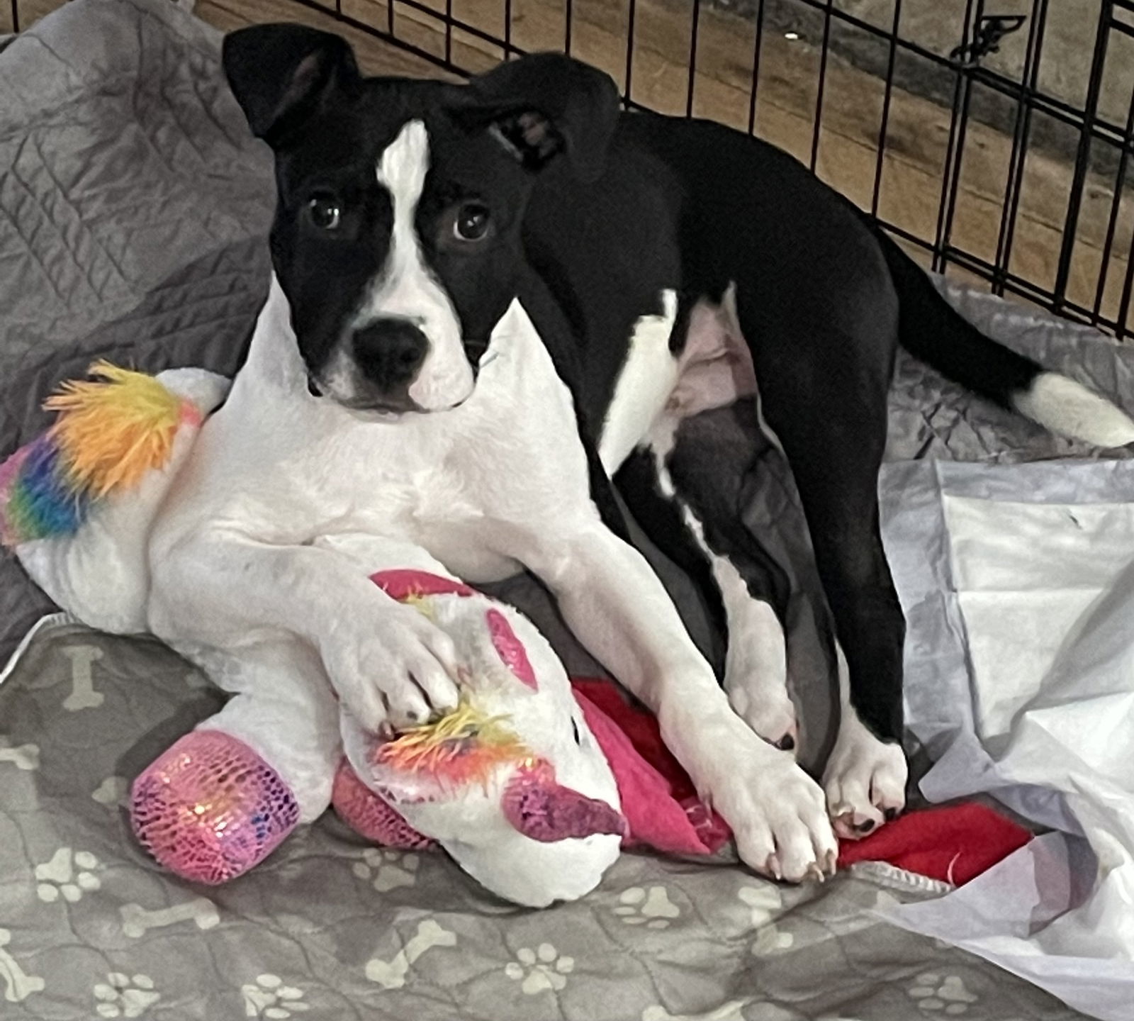 Kane, an adoptable Pit Bull Terrier in Gates Mills, OH, 44040 | Photo Image 2