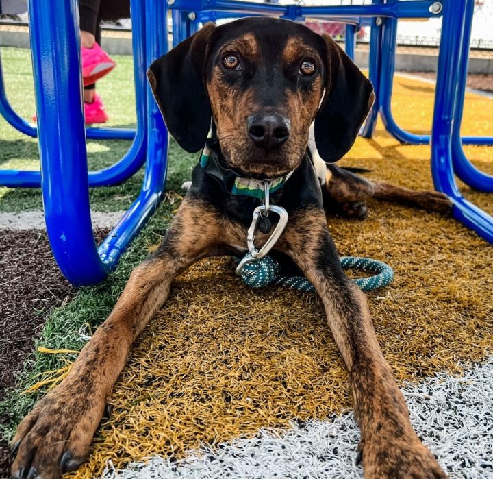 Catahoula leopard dog store plott hound mix