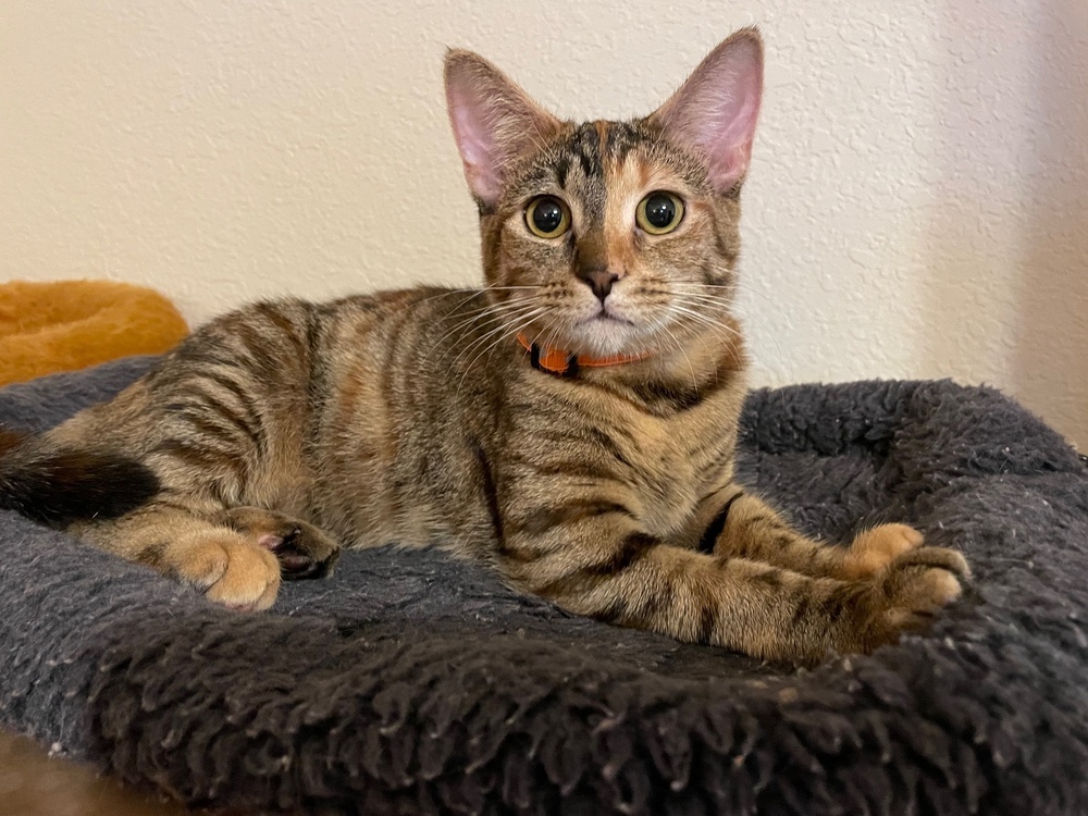 Gracie 2023, an adoptable Domestic Short Hair in Virginia Beach, VA, 23455 | Photo Image 1