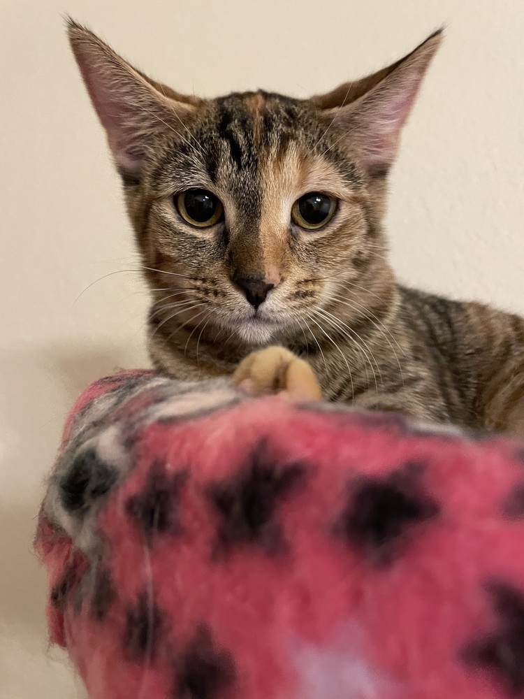 Gracie 2023, an adoptable Domestic Short Hair in Virginia Beach, VA, 23455 | Photo Image 2