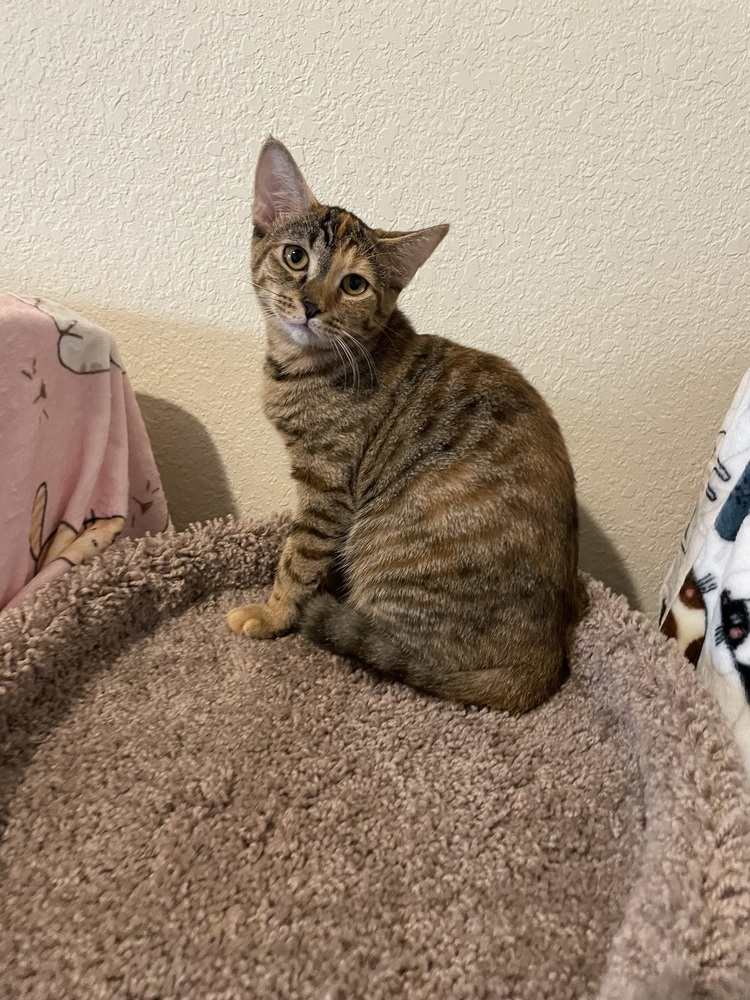 Gracie 2023, an adoptable Domestic Short Hair in Virginia Beach, VA, 23455 | Photo Image 3