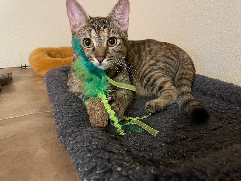 Gigi 2023, an adoptable Domestic Short Hair in Virginia Beach, VA, 23455 | Photo Image 1