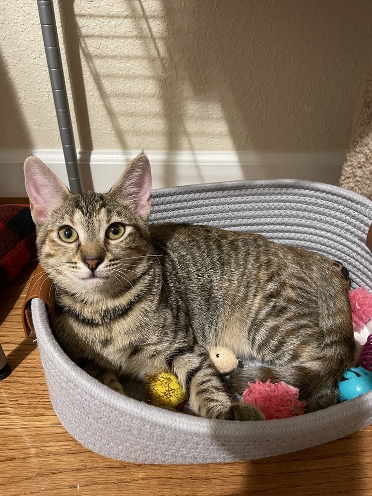 Gigi 2023, an adoptable Domestic Short Hair in Virginia Beach, VA, 23455 | Photo Image 5