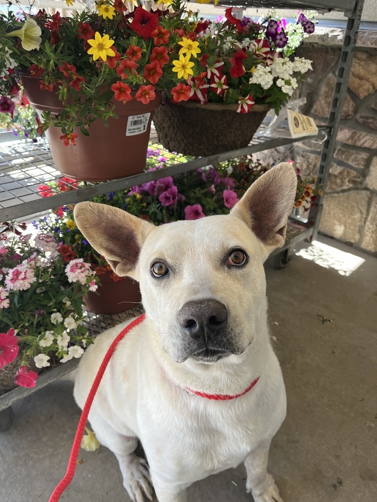 Leo2, an adoptable Shepherd in Littleton, CO, 80130 | Photo Image 1