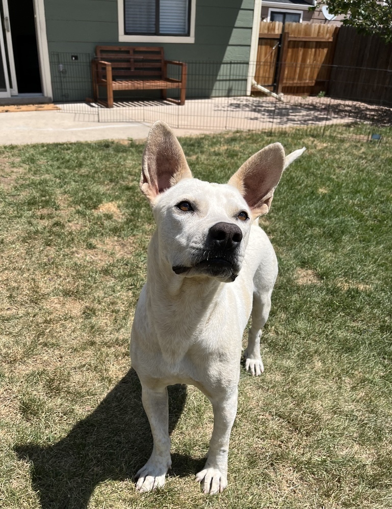 Leo2, an adoptable Shepherd in Littleton, CO, 80130 | Photo Image 2