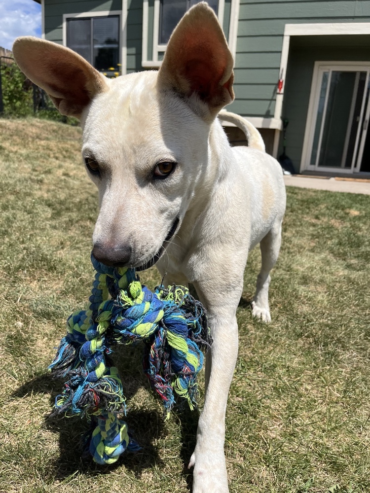 Leo2, an adoptable Shepherd in Littleton, CO, 80130 | Photo Image 3