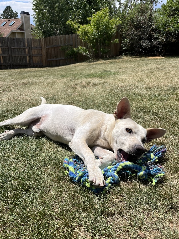 Leo2, an adoptable Shepherd in Littleton, CO, 80130 | Photo Image 6