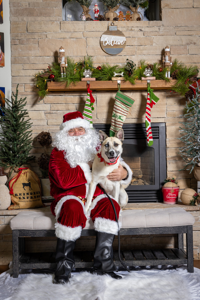 Nymeria, an adoptable German Shepherd Dog, Husky in Littleton, CO, 80130 | Photo Image 1