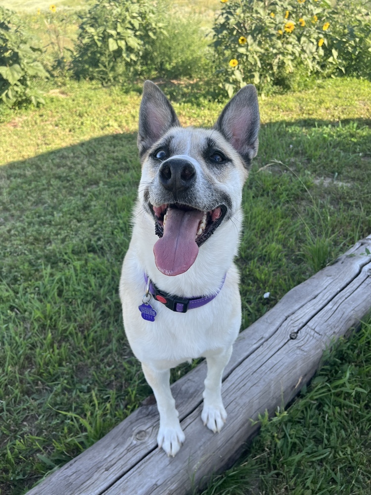 Nymeria, an adoptable German Shepherd Dog, Husky in Littleton, CO, 80130 | Photo Image 2