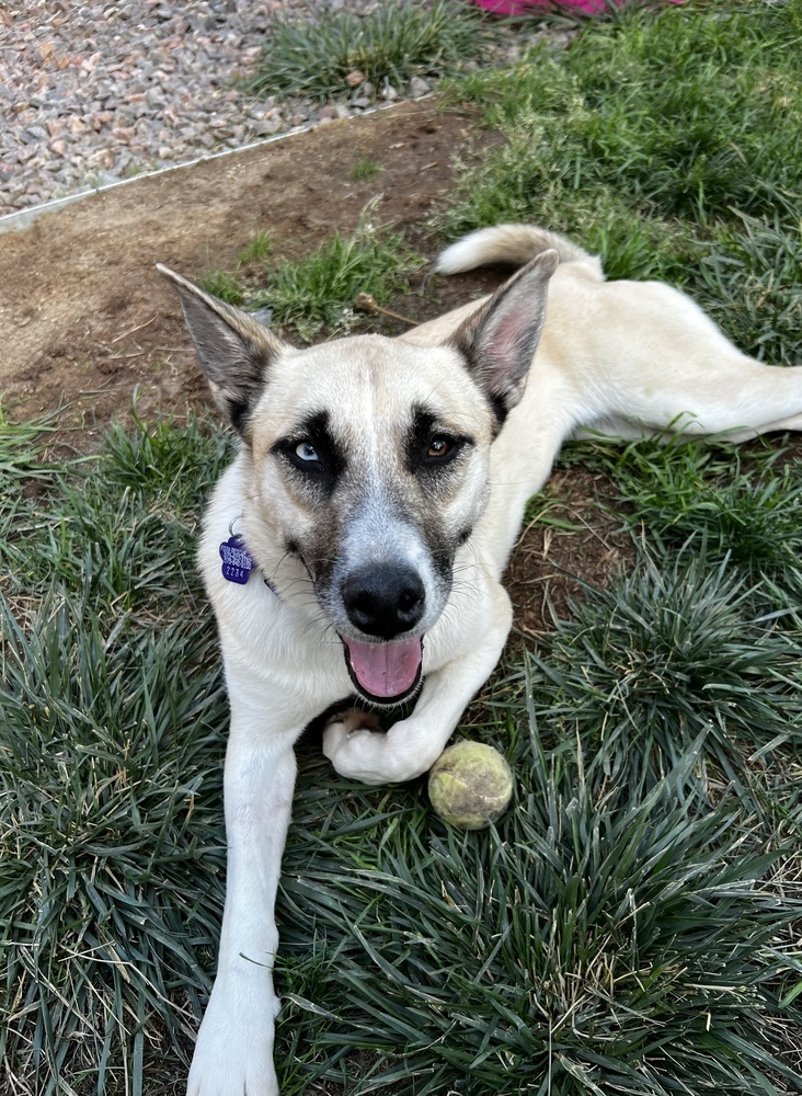 Nymeria, an adoptable German Shepherd Dog, Husky in Littleton, CO, 80130 | Photo Image 3