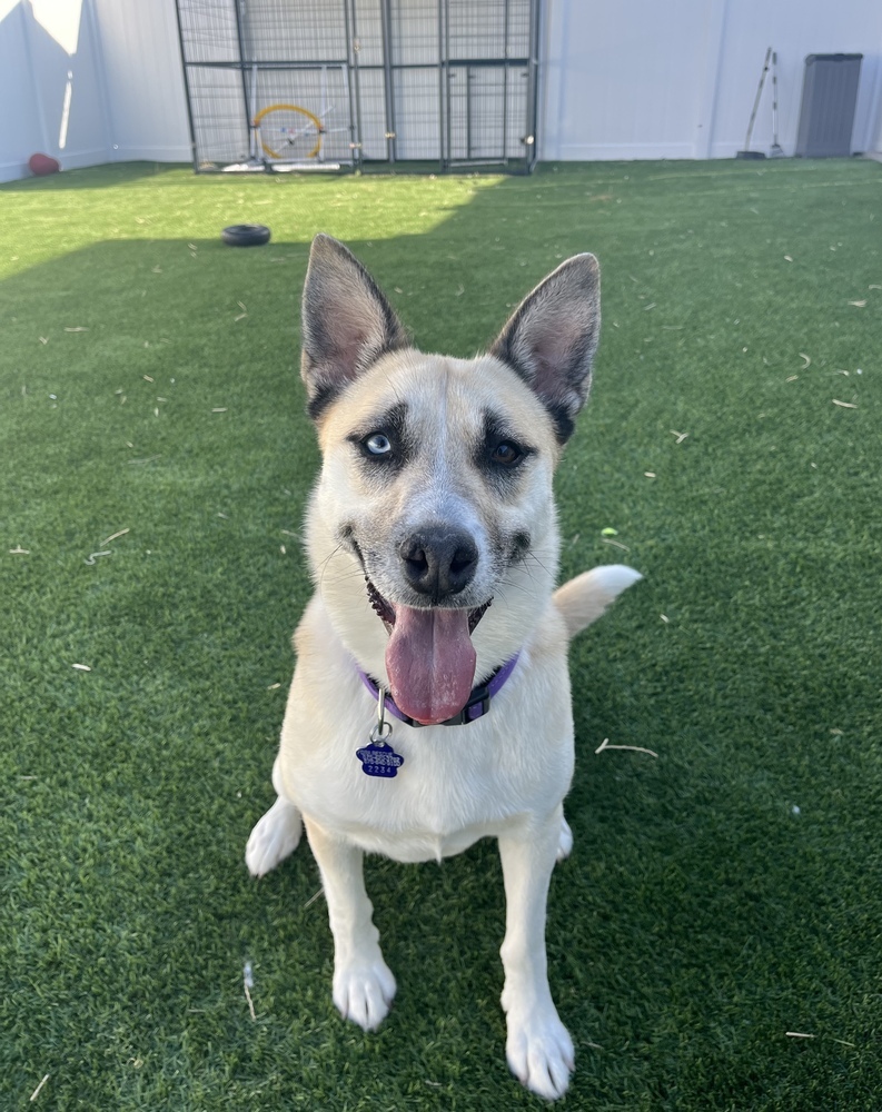 Nymeria, an adoptable German Shepherd Dog, Husky in Littleton, CO, 80130 | Photo Image 3