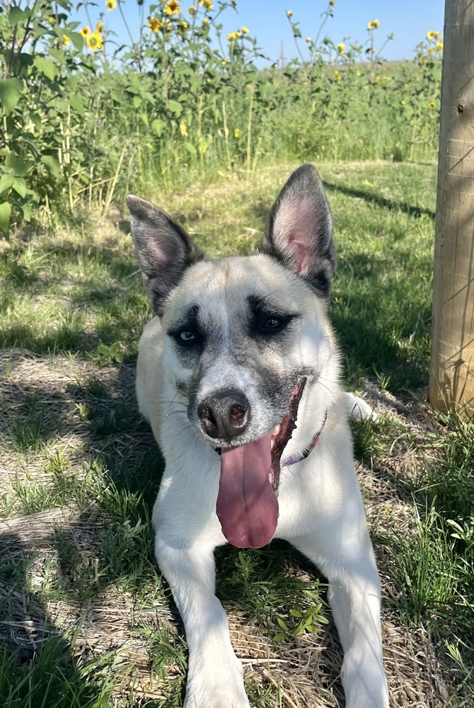 Nymeria, an adoptable German Shepherd Dog, Husky in Littleton, CO, 80130 | Photo Image 6