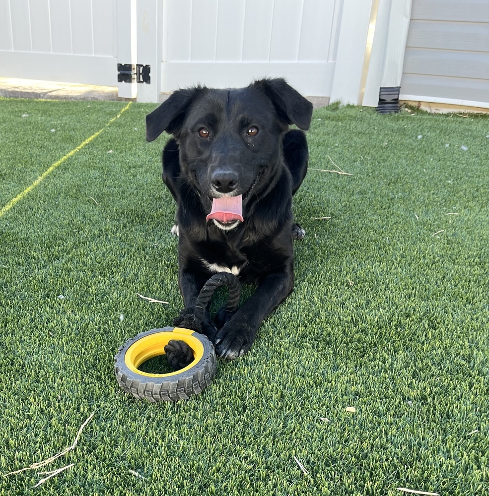 Trooper, an adoptable Labrador Retriever in Littleton, CO, 80130 | Photo Image 1