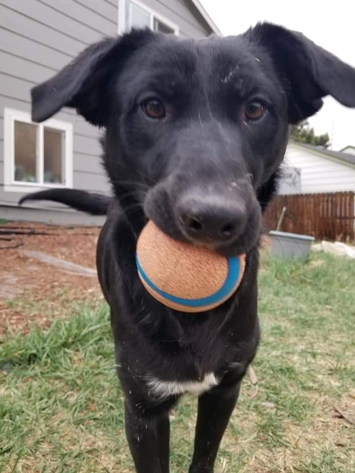 Trooper, an adoptable Labrador Retriever in Littleton, CO, 80130 | Photo Image 2