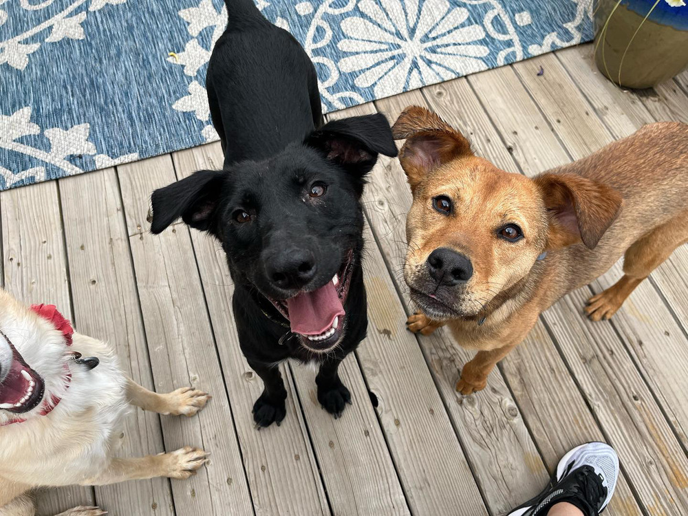 Trooper, an adoptable Labrador Retriever in Littleton, CO, 80130 | Photo Image 3