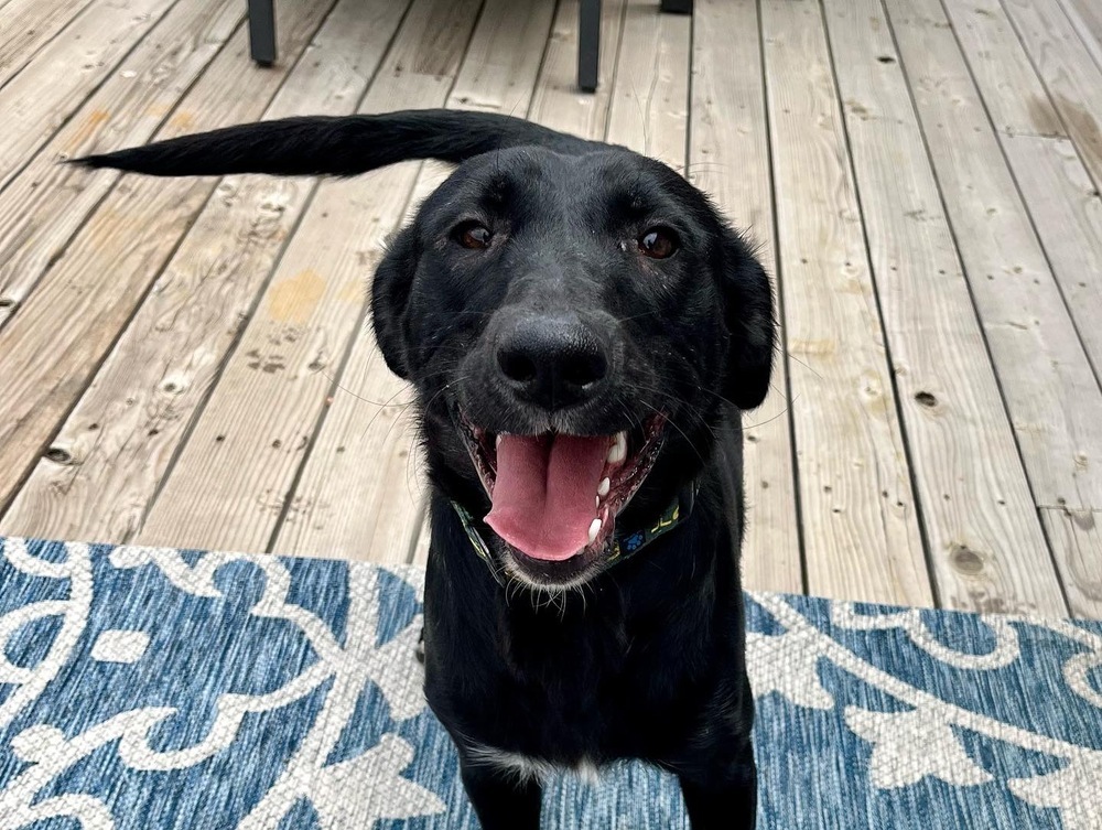 Trooper, an adoptable Labrador Retriever in Littleton, CO, 80130 | Photo Image 4