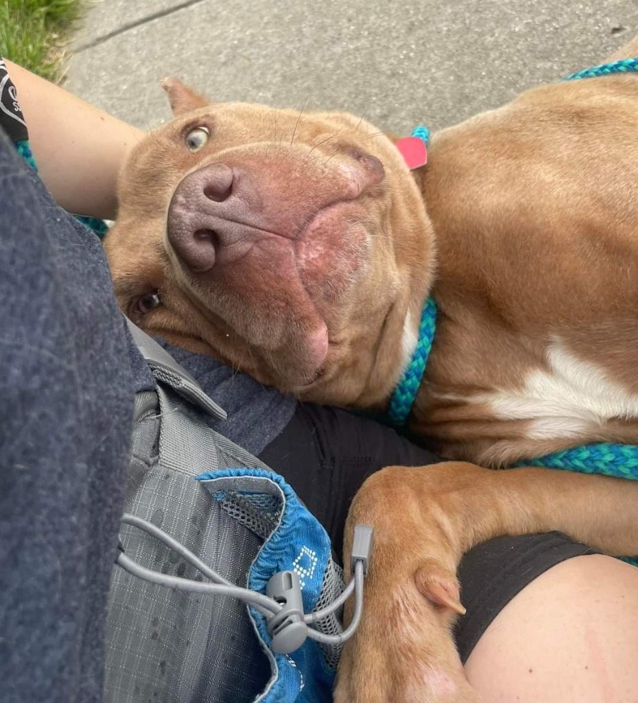 Santiago, an adoptable Mixed Breed in Warren, MI, 48089 | Photo Image 2