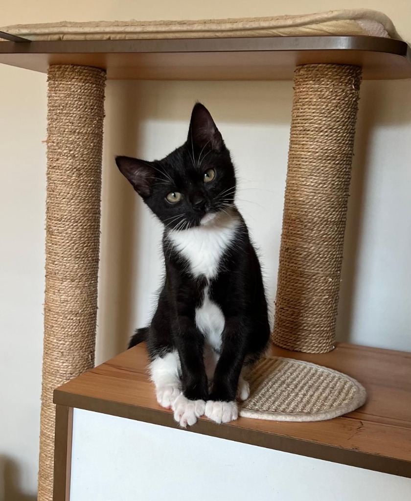 Syl, an adoptable Domestic Short Hair in Hoover , AL, 35226 | Photo Image 1