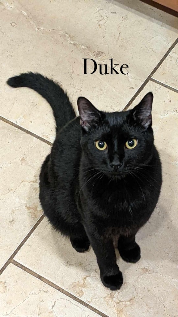 Duke, an adoptable Domestic Medium Hair in Hoover , AL, 35226 | Photo Image 1