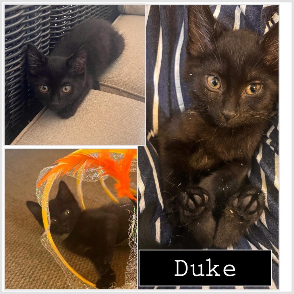 Duke, an adoptable Domestic Medium Hair in Hoover , AL, 35226 | Photo Image 2