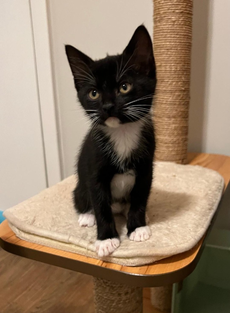 Evie, an adoptable Domestic Short Hair in Hoover , AL, 35226 | Photo Image 2