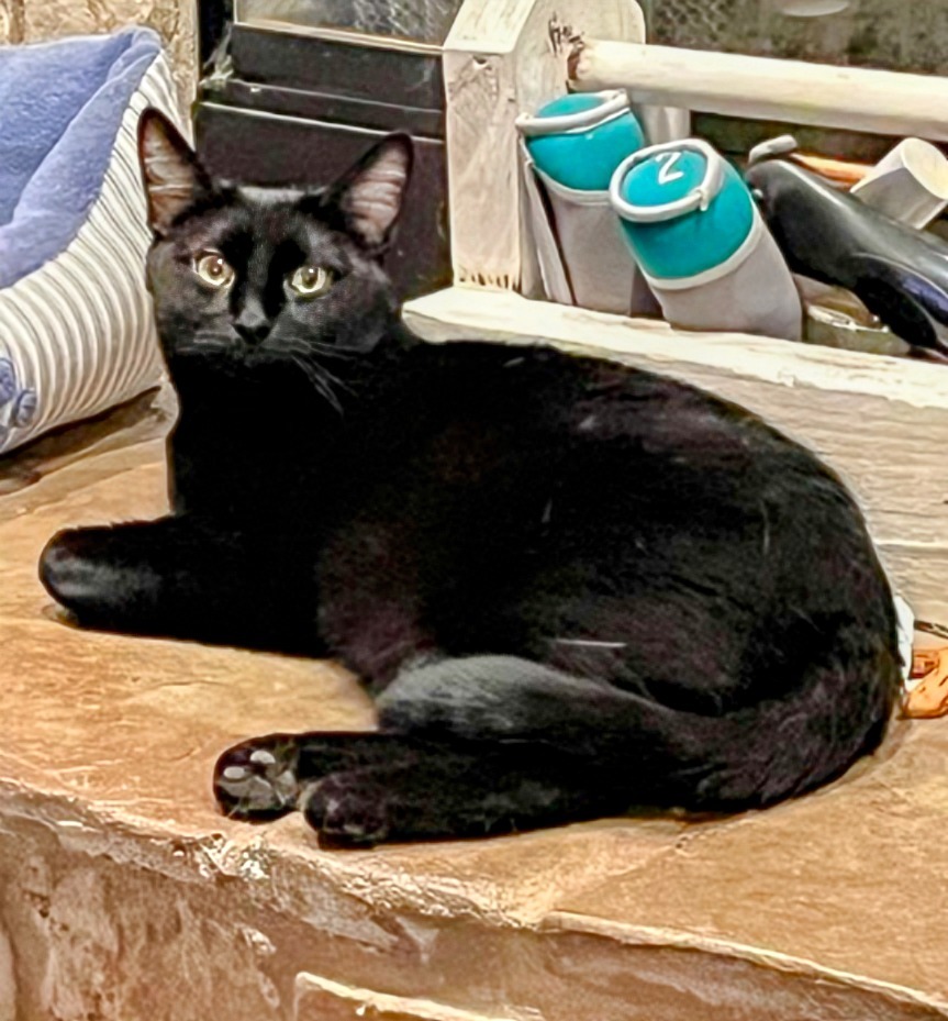 Jazz, an adoptable Domestic Short Hair in Olathe, KS, 66062 | Photo Image 1