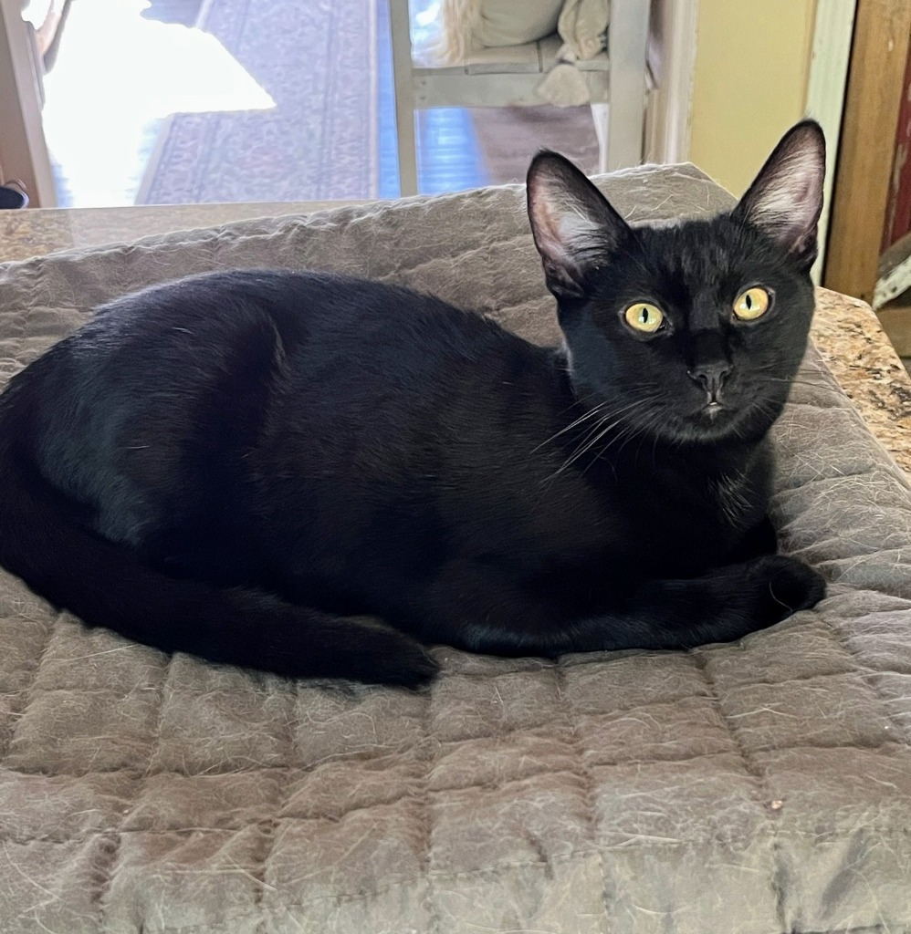 Jazz, an adoptable Domestic Short Hair in Olathe, KS, 66062 | Photo Image 2