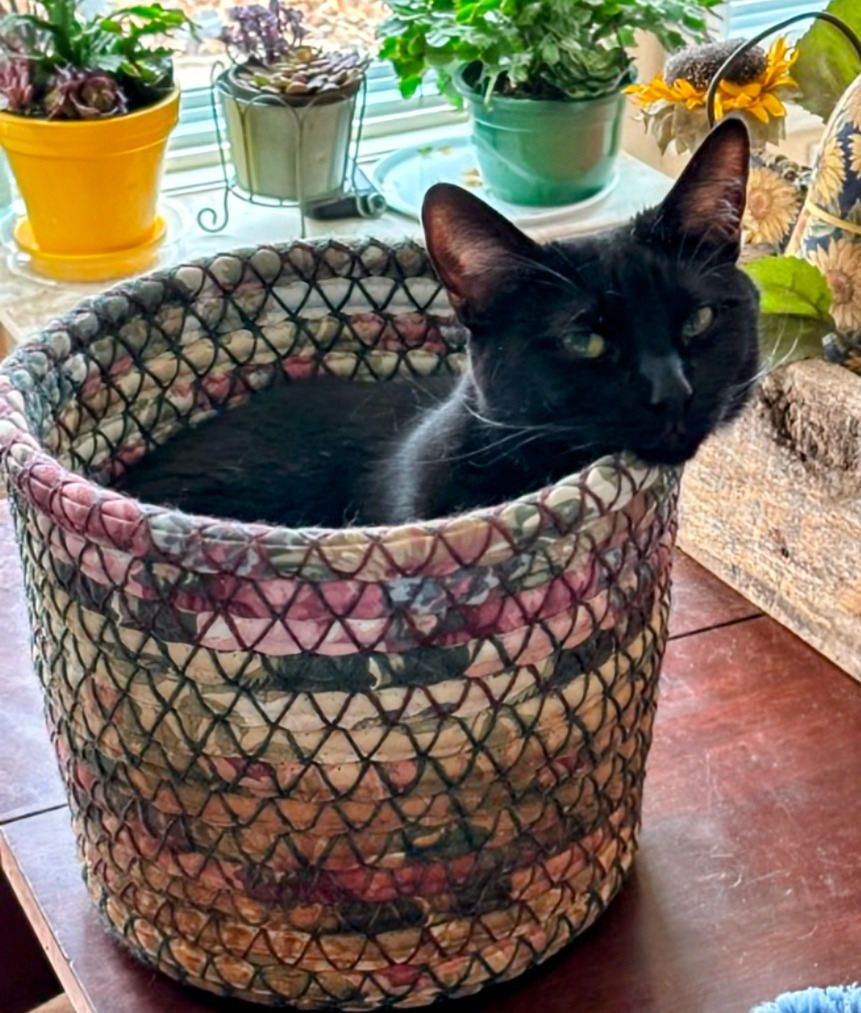 Jazz, an adoptable Domestic Short Hair in Olathe, KS, 66062 | Photo Image 5