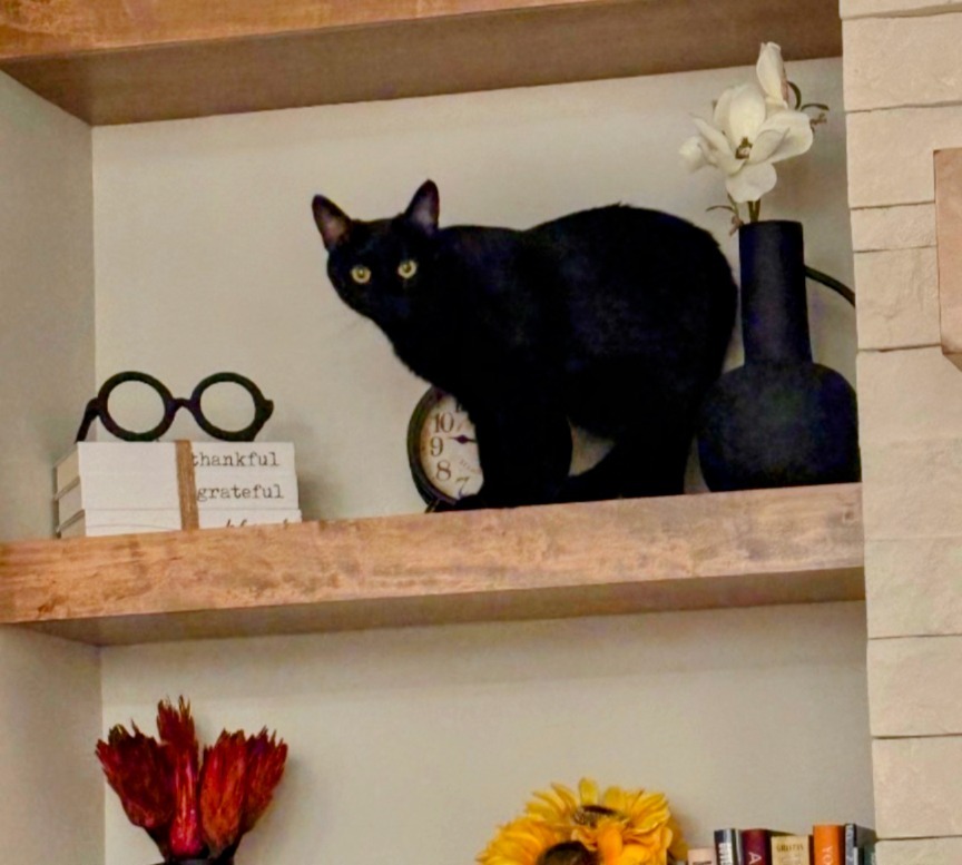 Jazz, an adoptable Domestic Short Hair in Olathe, KS, 66062 | Photo Image 6