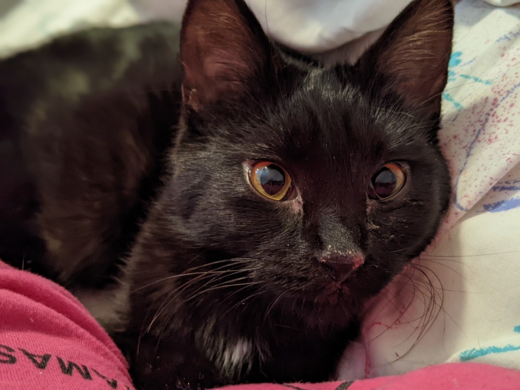 Mara, an adoptable Domestic Short Hair in Olathe, KS, 66062 | Photo Image 5