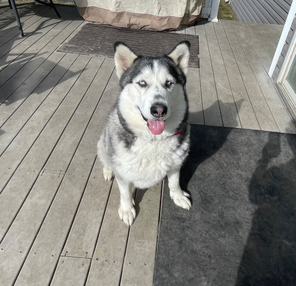 Dakota, an adoptable Siberian Husky in Crystal Lake, IL, 60039 | Photo Image 1