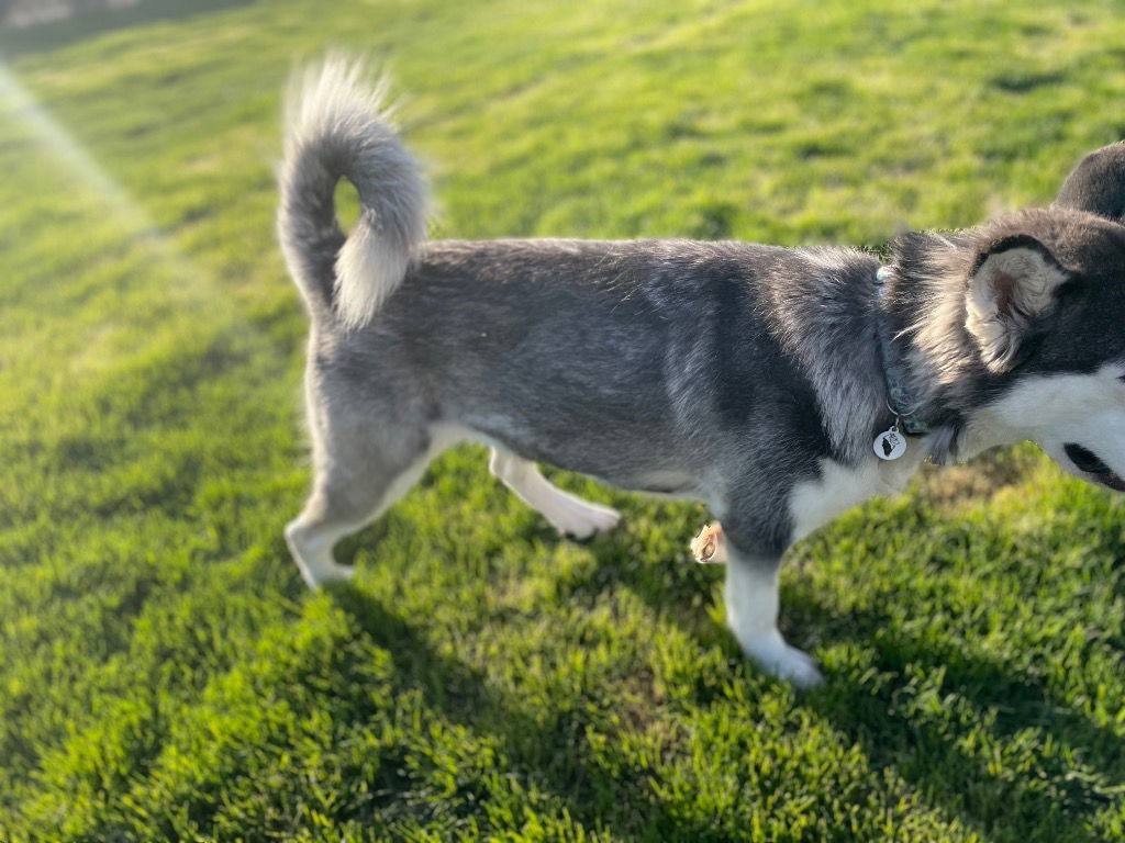 Dakota, an adoptable Siberian Husky in Crystal Lake, IL, 60039 | Photo Image 2