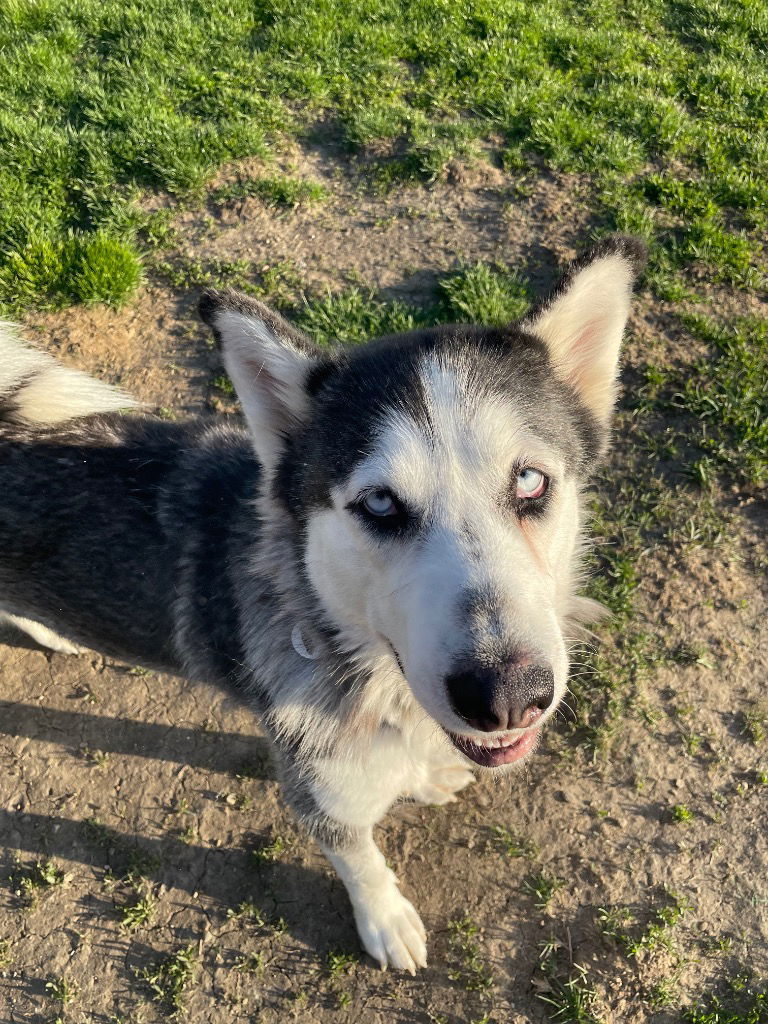 Dakota, an adoptable Siberian Husky in Crystal Lake, IL, 60039 | Photo Image 3