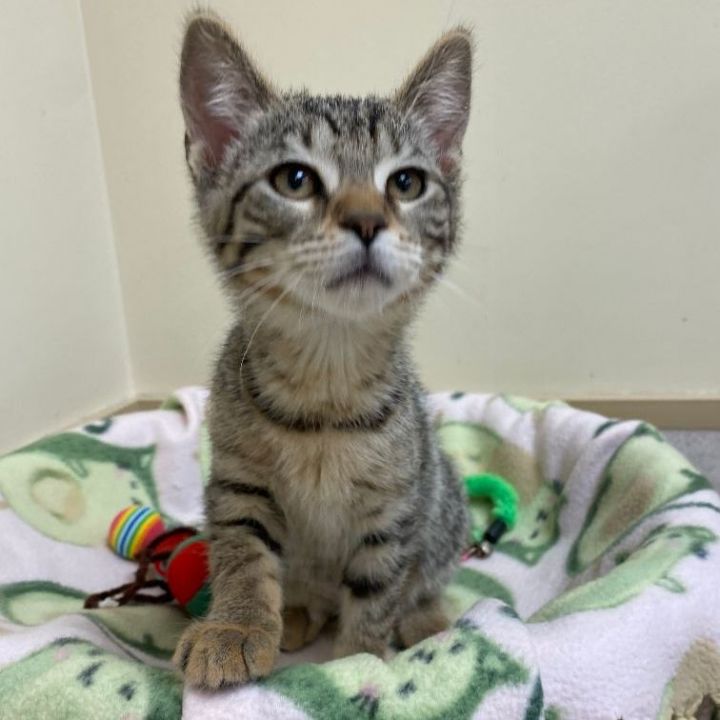 Regina George, an adopted Domestic Short Hair in Naperville, IL_image-1